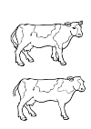 Friesian cattle herd, find the 5 differences